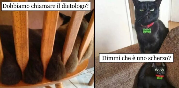 gatti che hanno conquistato rete