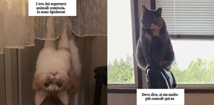 gatti che hanno violato la fisica
