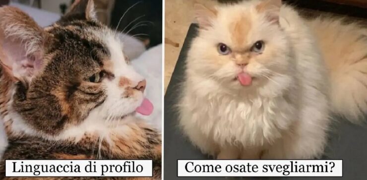gatti che hanno abitudine di tirare fuori lingua