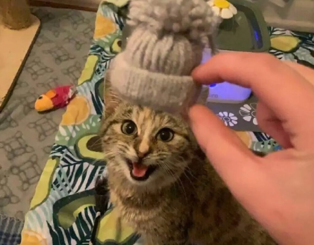 gatto adora un cappellino