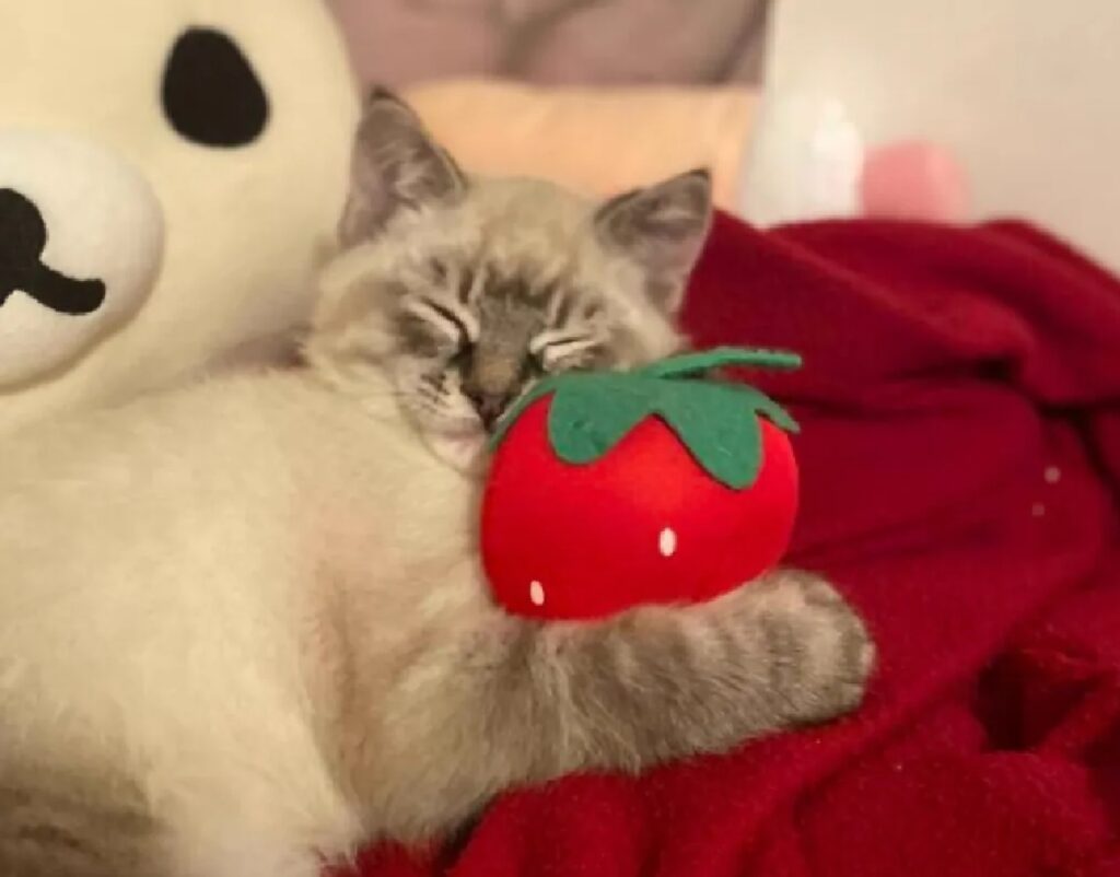 gatto cuscinetto fragola