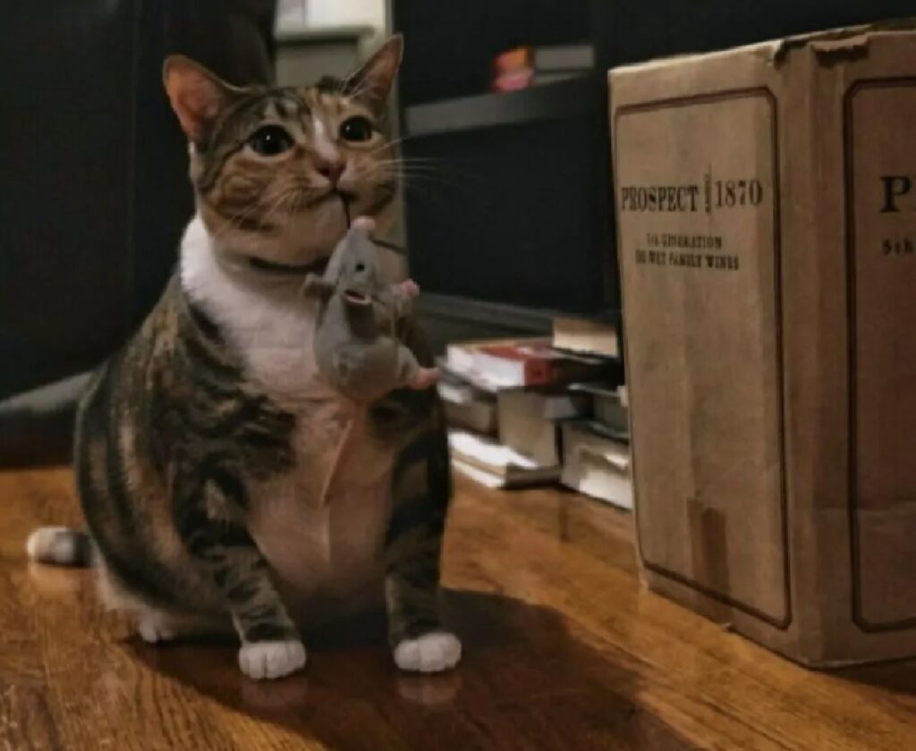 gatto con topolino giocattolo