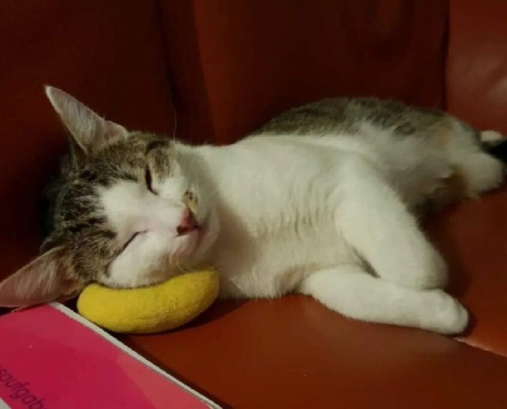 gatto banana finta