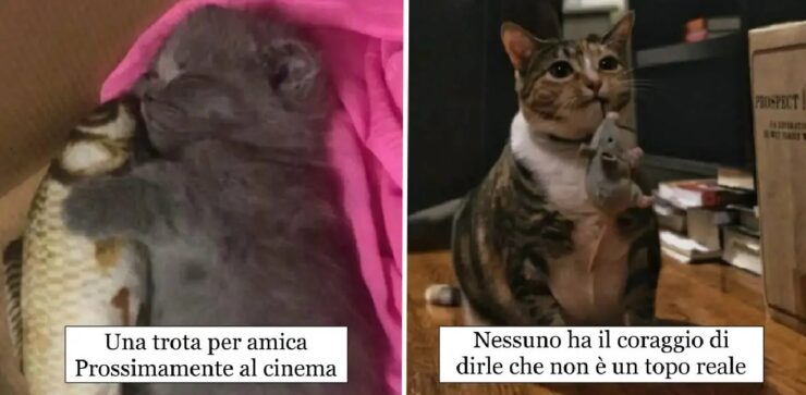 gatti che non possono lasciare i loro compagni