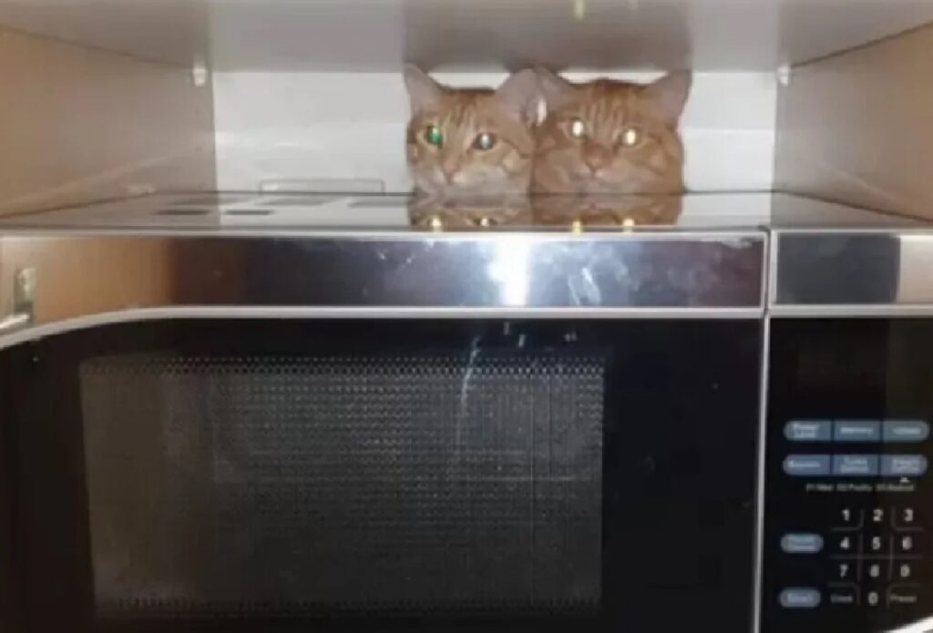 due gatti dietro fornetto
