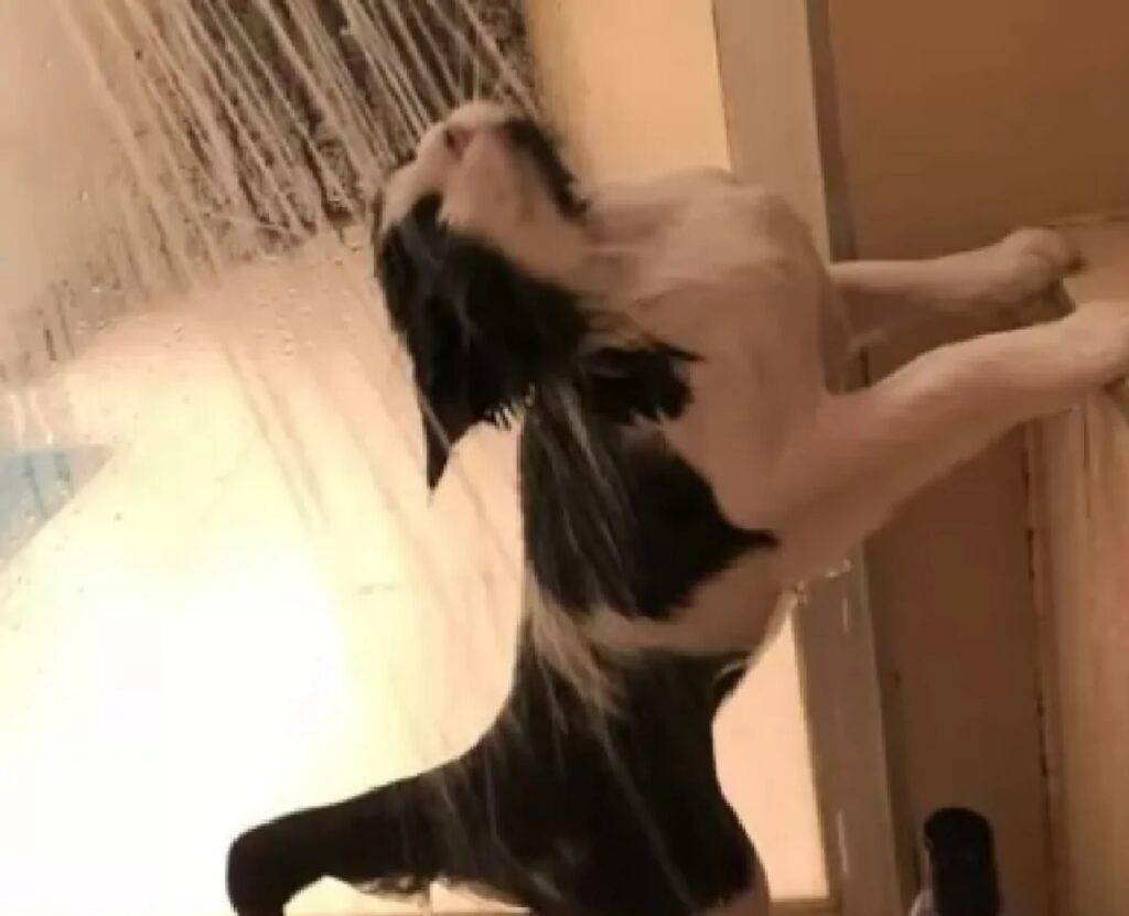 gatto adora la doccia