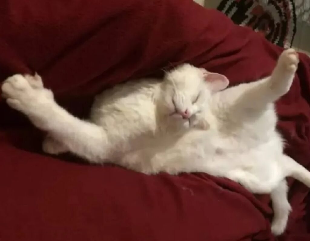 gatto riposo divano rosso