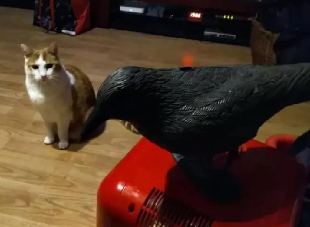 gatto avvista uccello
