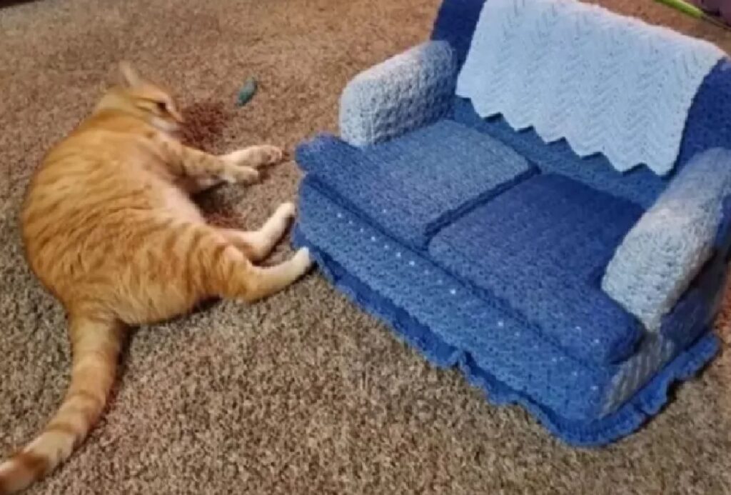 gatto non accetta divano su misura