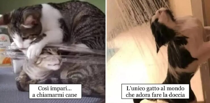 gatti che non vogliono piegarsi