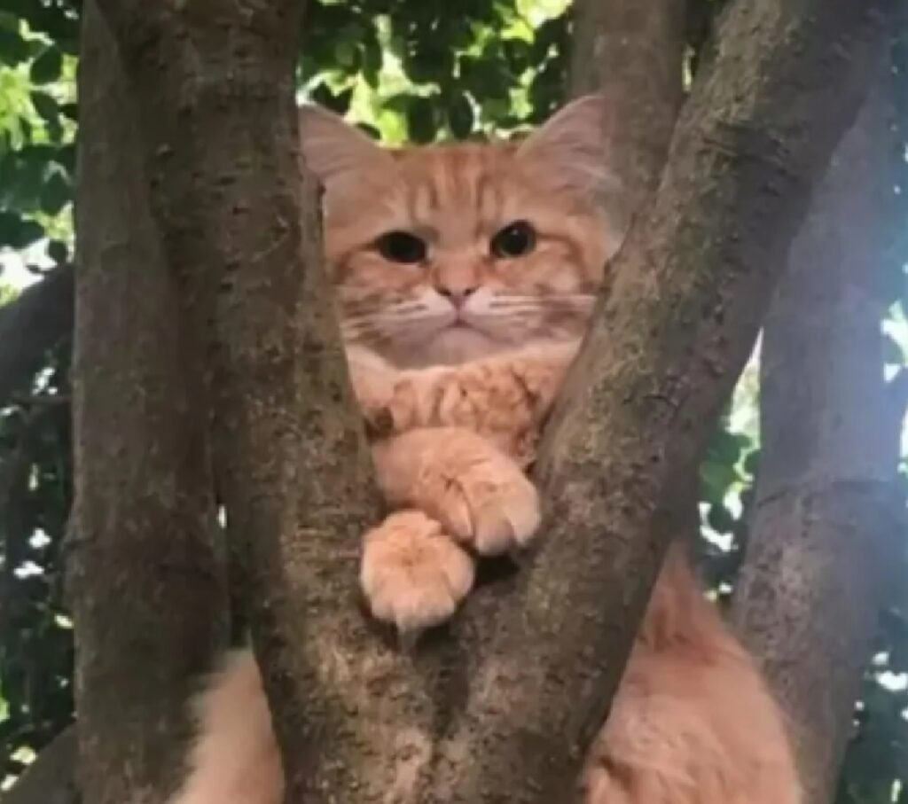 gatto sopra albero rami