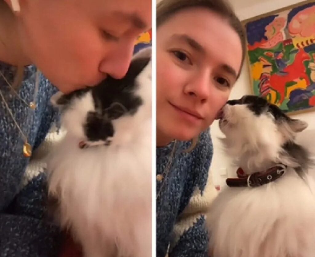 gatto che viene prima baciato