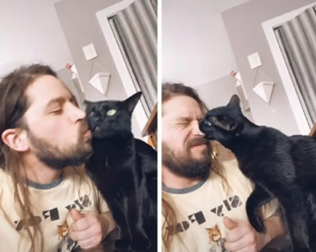 gatto morde il naso dell'uomo