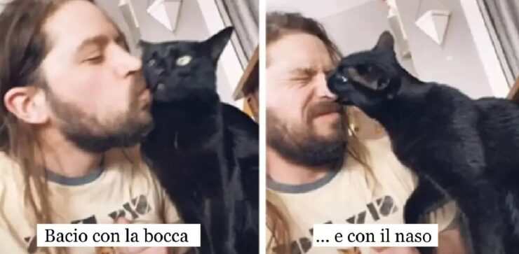 gatti che reagiscono all'amore