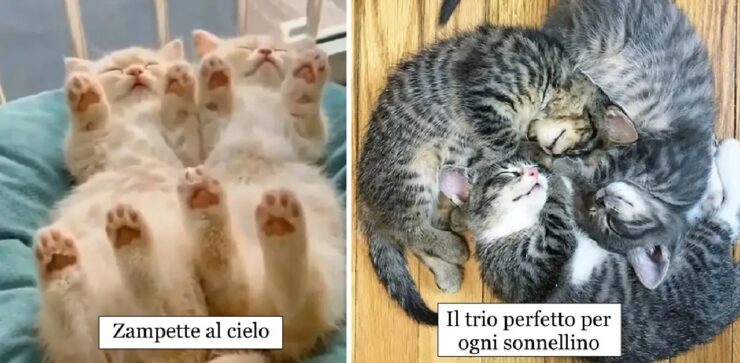 gatti che dormono ovunque capiti