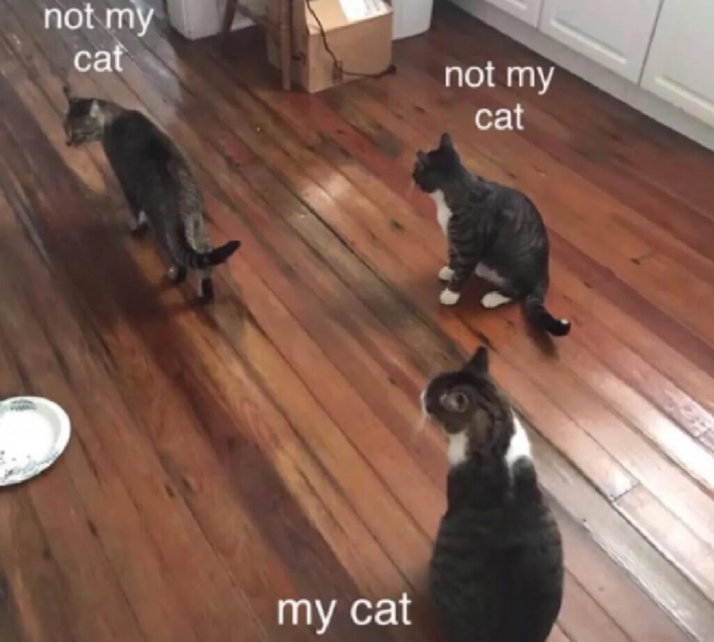 tre gatti in una stanza