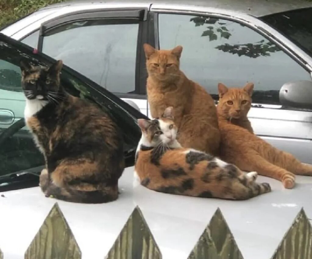 gruppo di gatti su auto