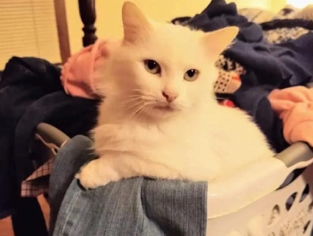 gatto bianco pelo candido