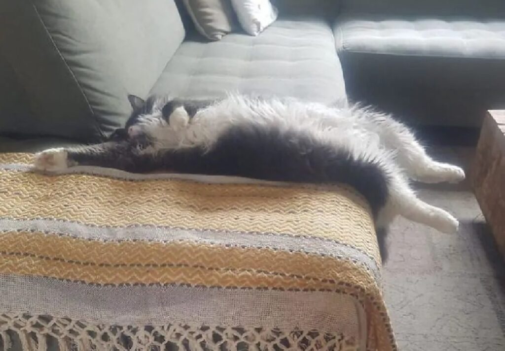 gatto disteso sul divano