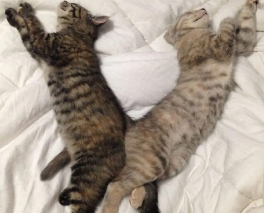 gatti dormono coda a coda
