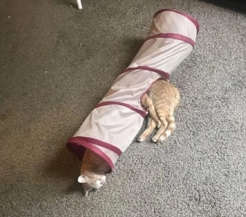 gatto entra nel tubo di tela