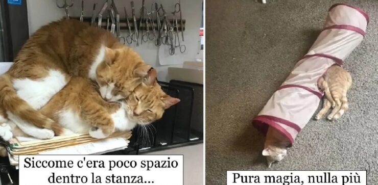 gatti che devono dormire in posti improbabili