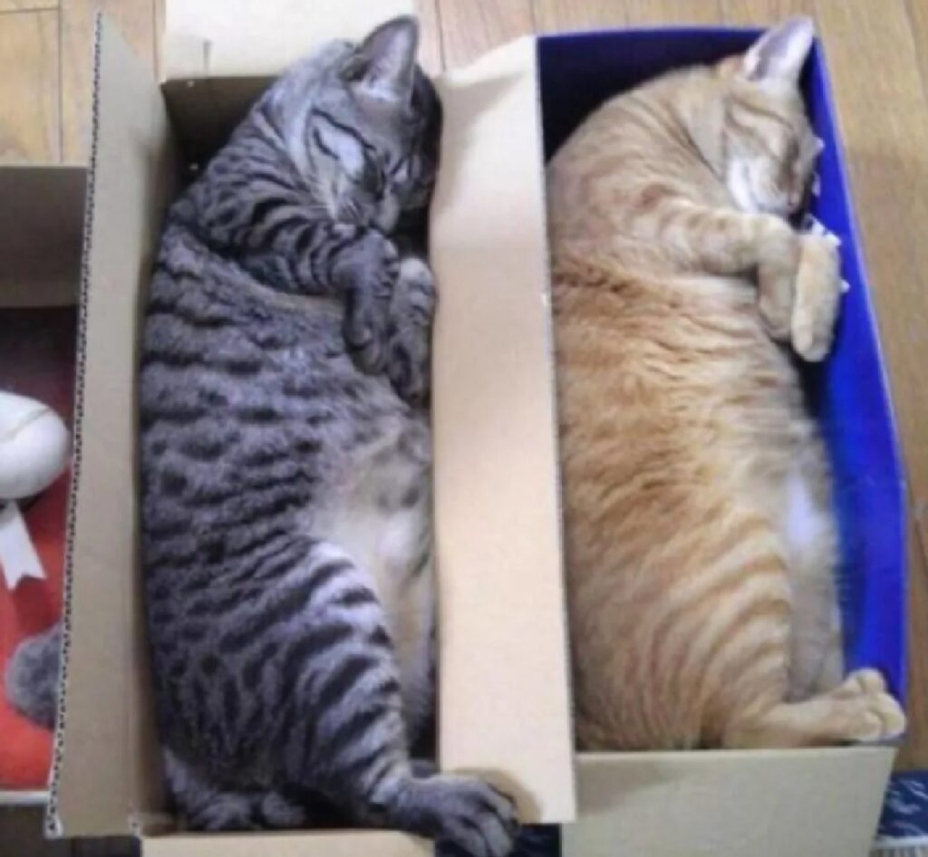 coppia gatti dorme nelle scatole