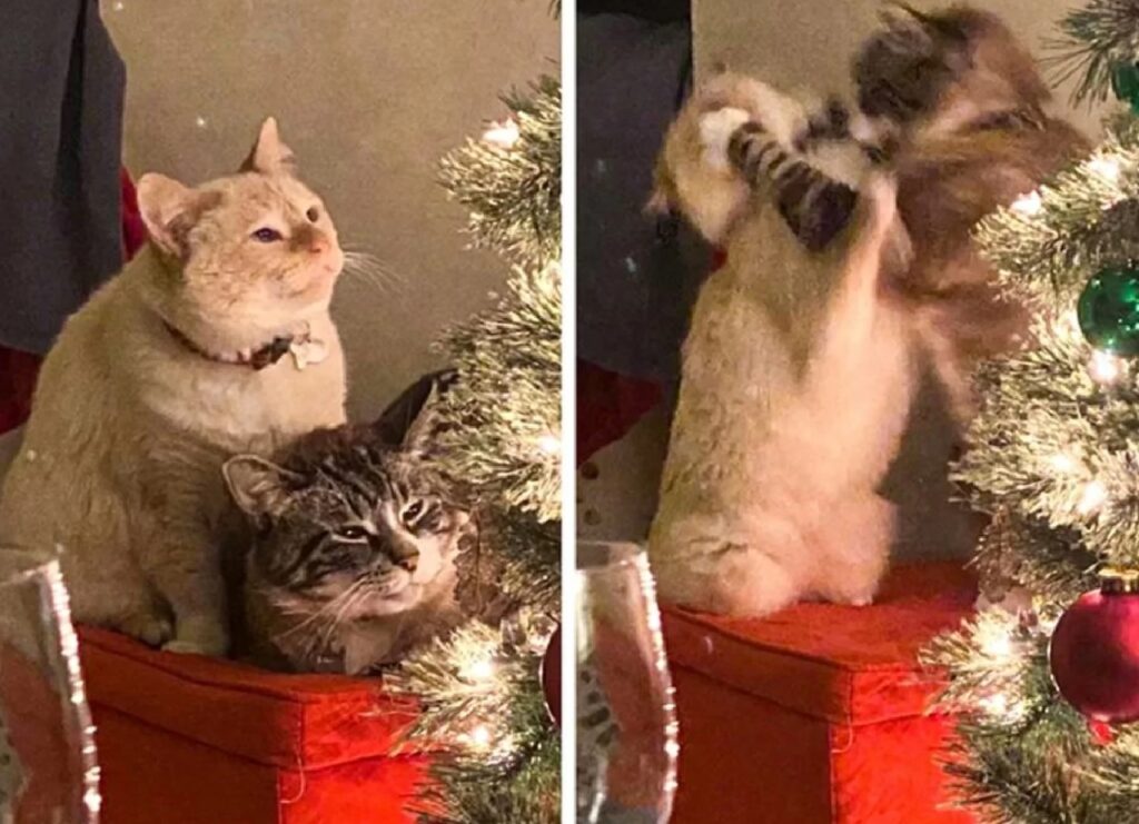 gatti lottano a natale