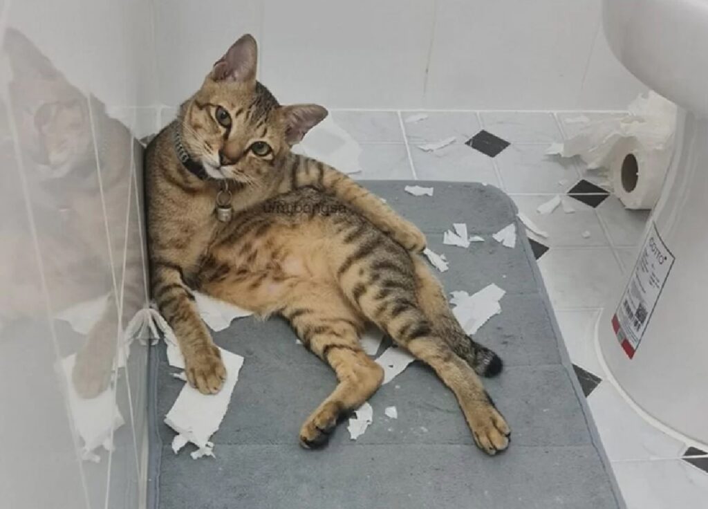 gatto rompe carta