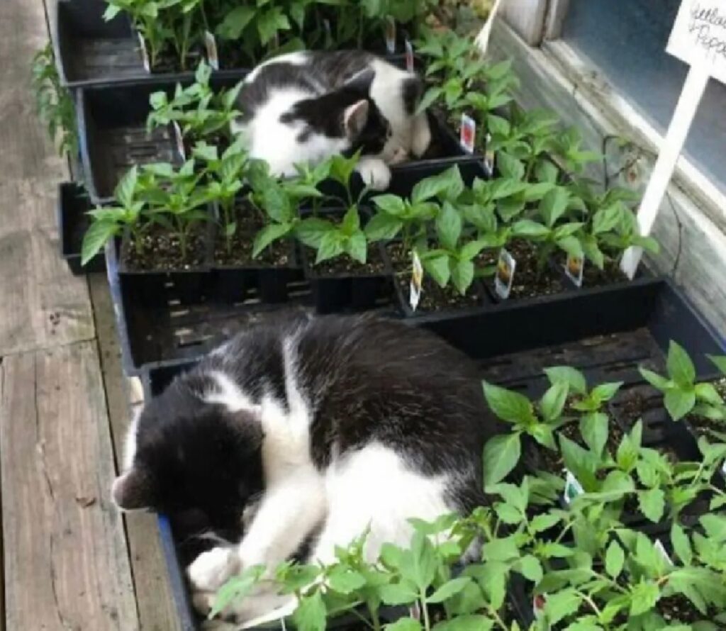 gatti dormono nel giardino
