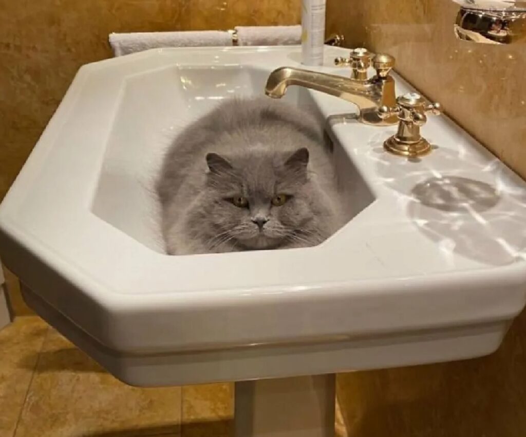 gatto dentro lavabo bagno