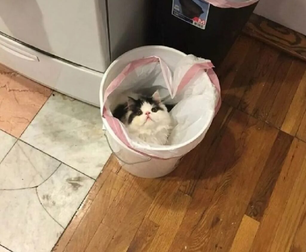gatto nel cestino