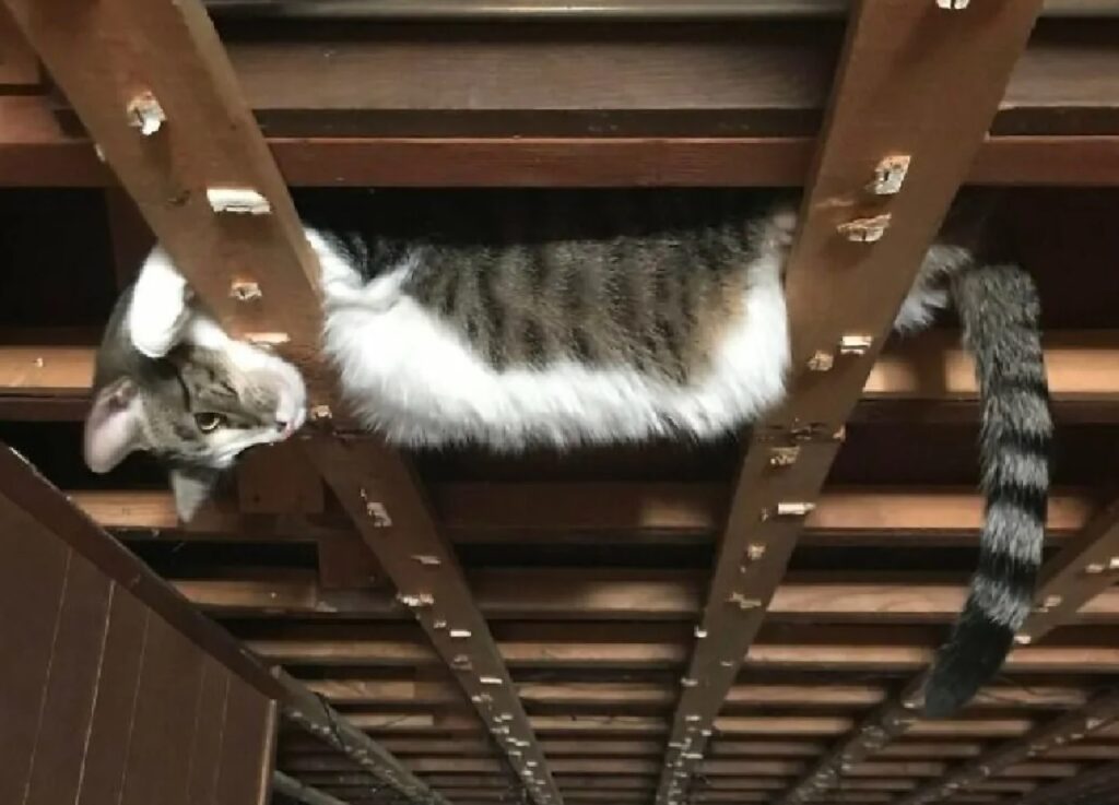 gatto tra le travi di legno