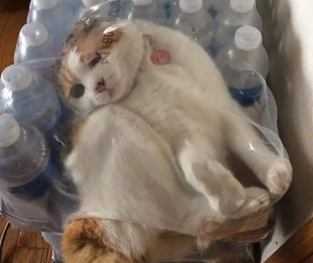 gatto tra le bottiglie d'acqua