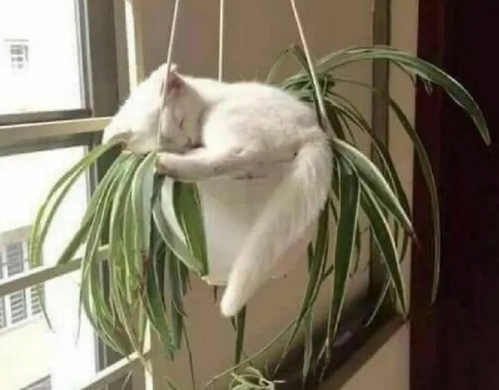 gatto piante che pende