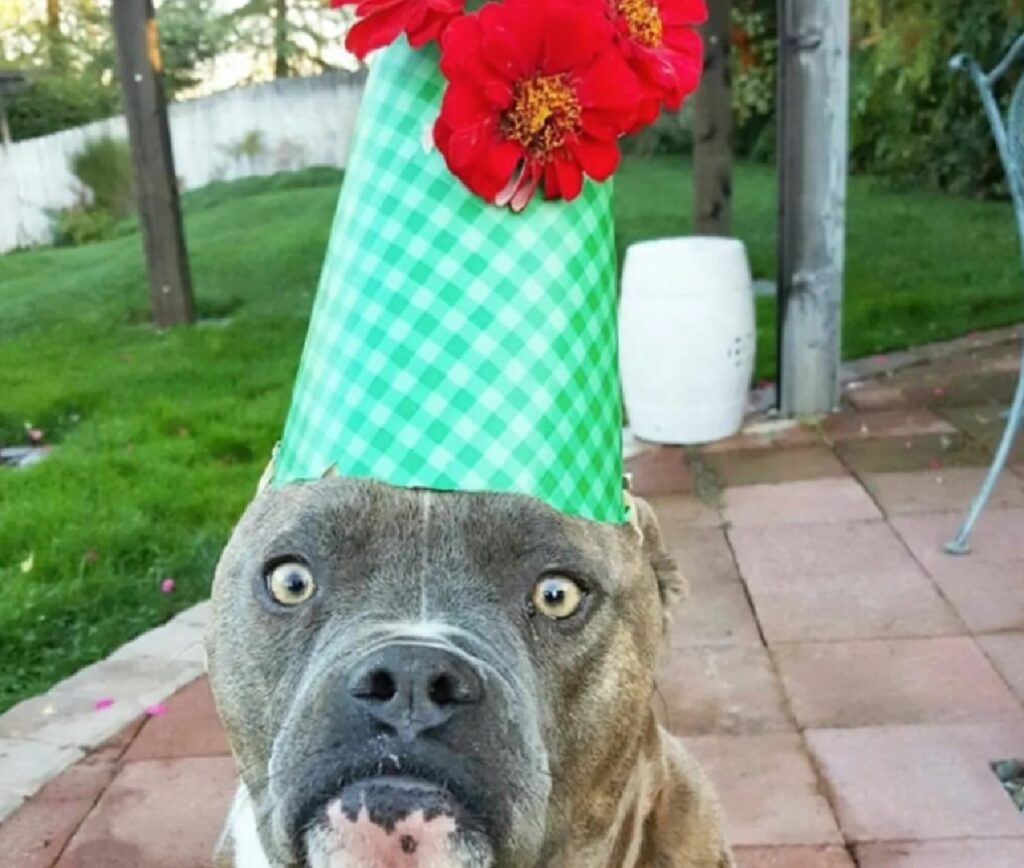 cane festeggia il compleanno