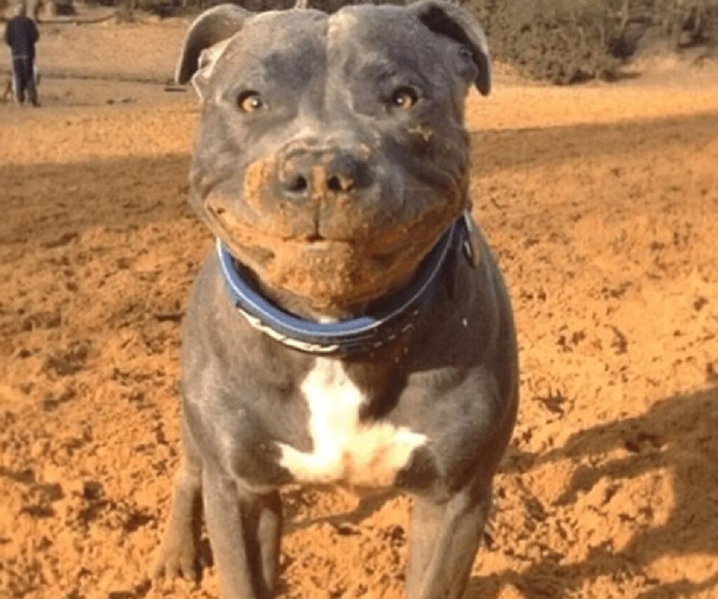 cane muso sporco di terra