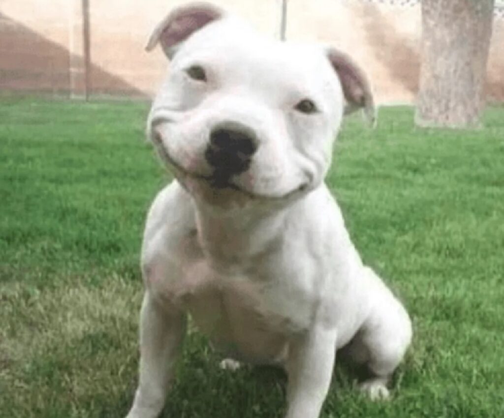 cane bianco sorriso grande