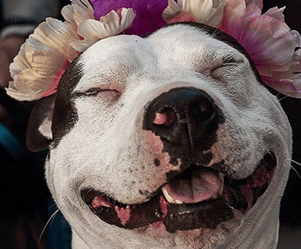 cane sorride con fiori