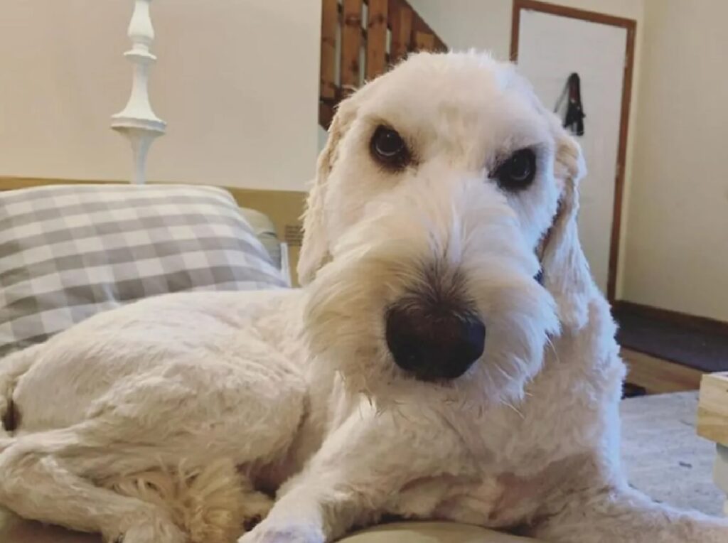 cagnolino bianco naso nero