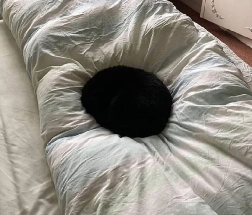 gatto come buco nero