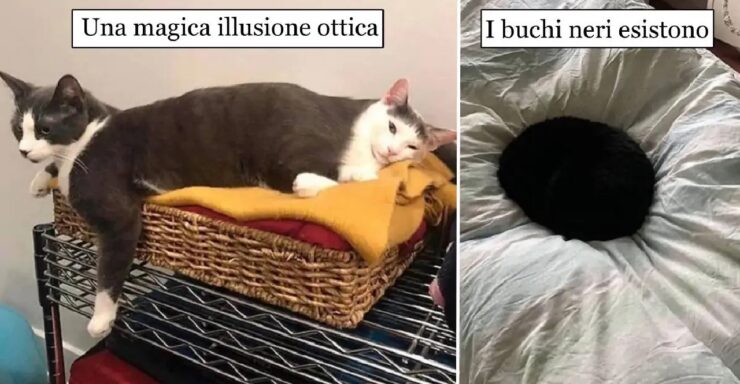 gatti che manifestano loro supremazia