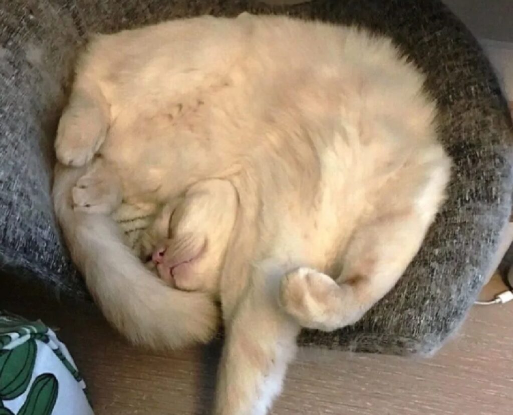 gatto dorme come spirale