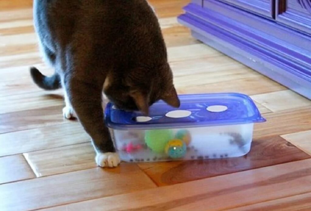 gatto gioca con scatola blu
