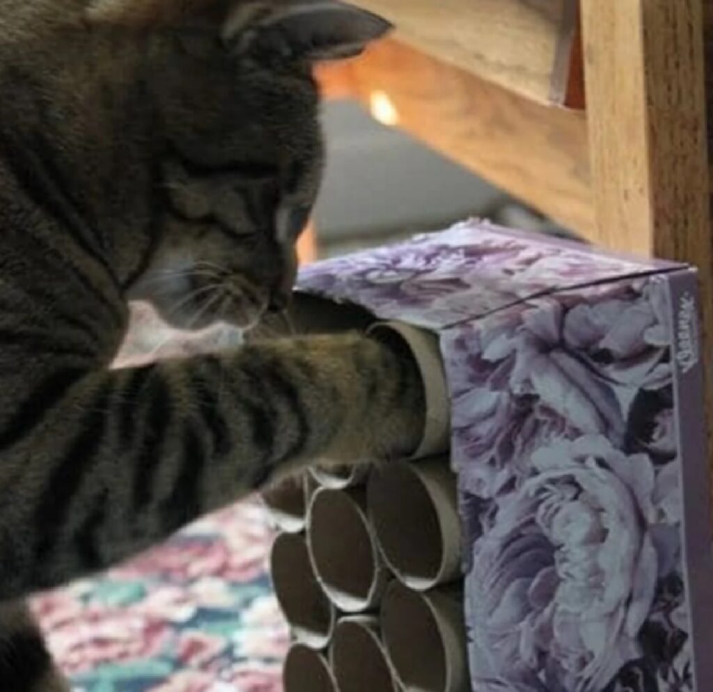 gatto zampe dentro fori di carta