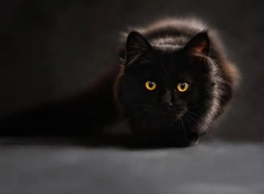 gatto nero si confonde