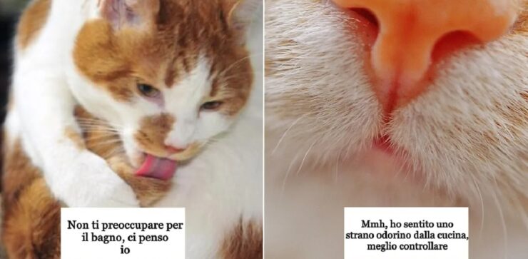 cose che non sai su gatti