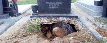 Cagnolino disperato scava una buca vicino alla tomba del suo padrone per stargli vicino