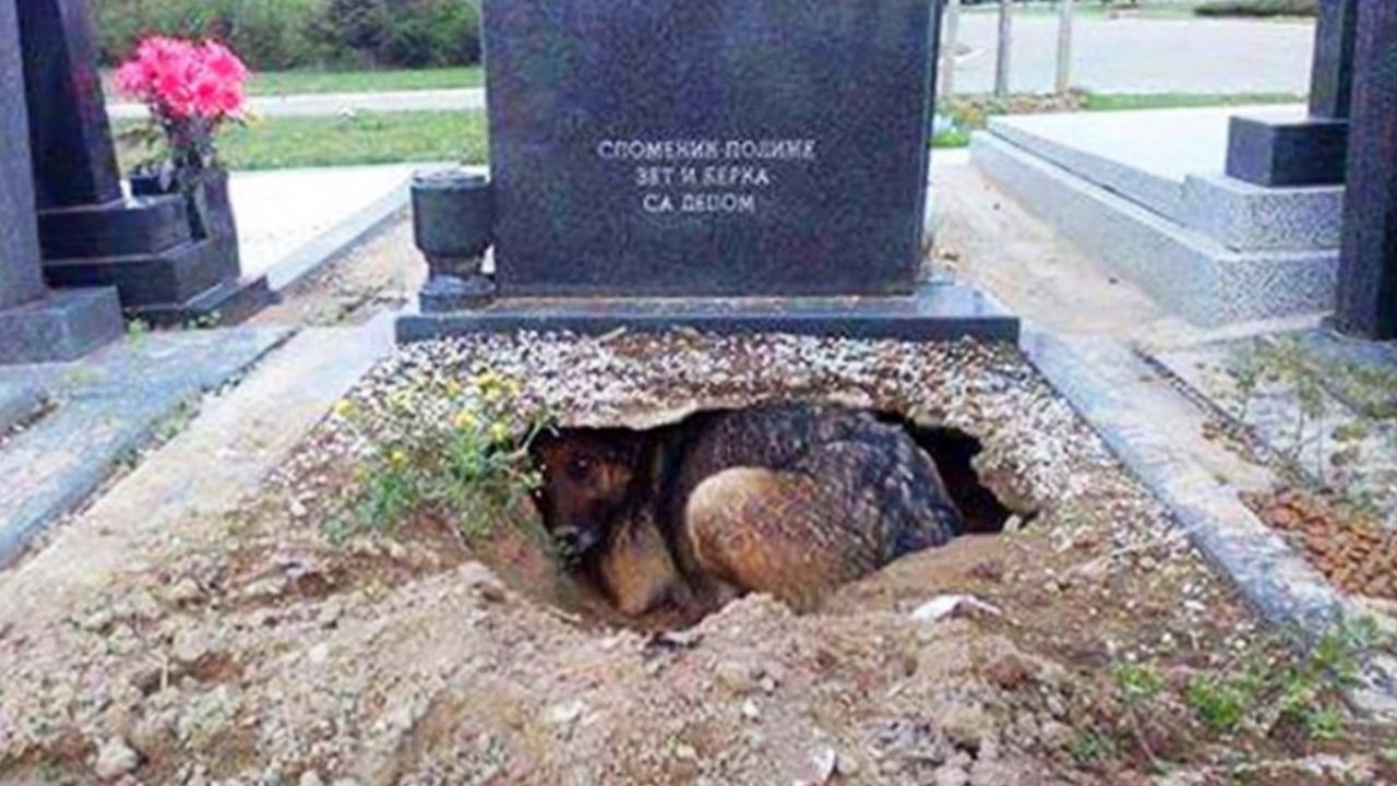 Cagnolino disperato scava una buca vicino alla tomba del suo padrone per stargli vicino