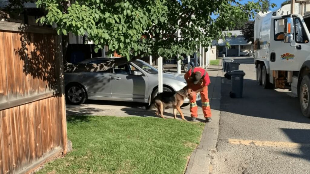 Il cane aspetta per tutta la settimana che passi il camion della spazzatura e salutare il suo amico